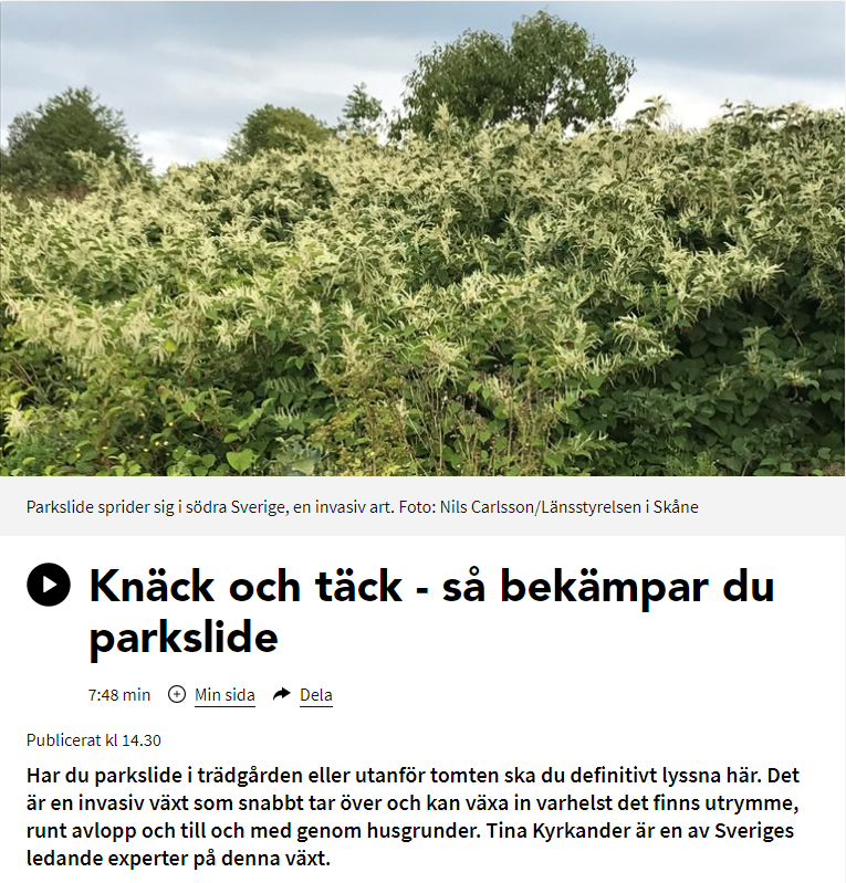 intervju om parkslide i p4
